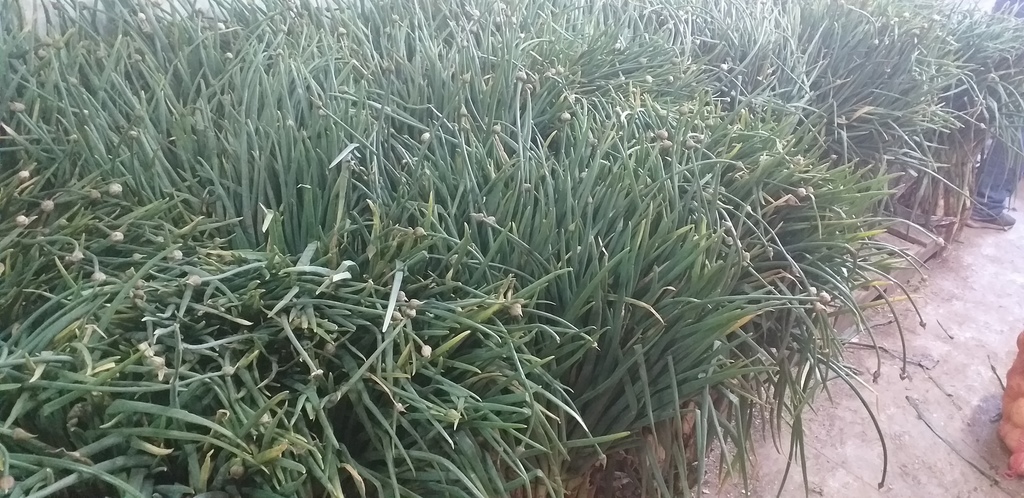 Cebolla de rama /29kg