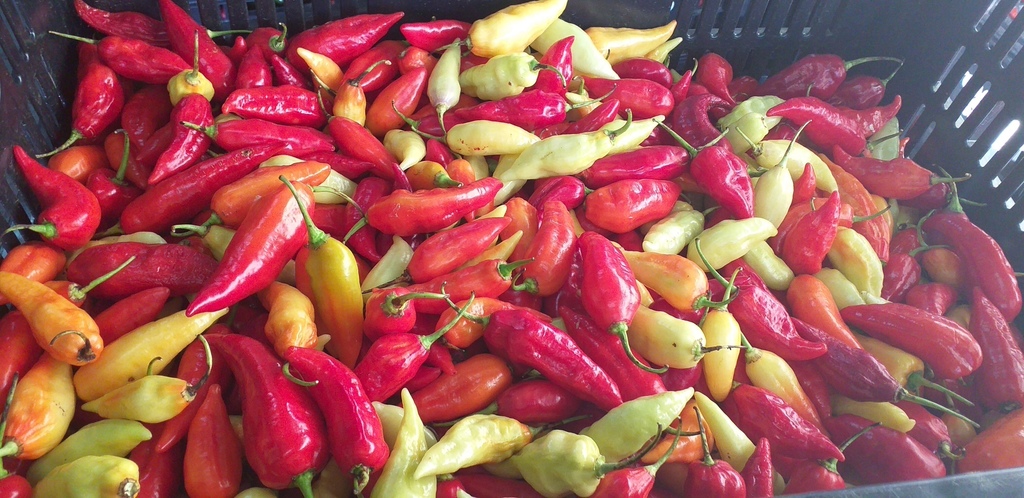 Aji dulce