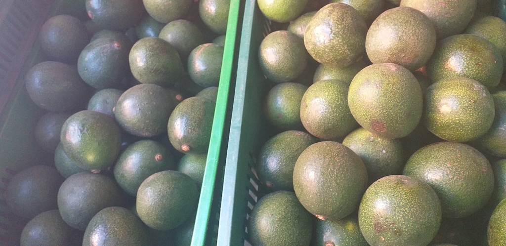 Aguacate reed