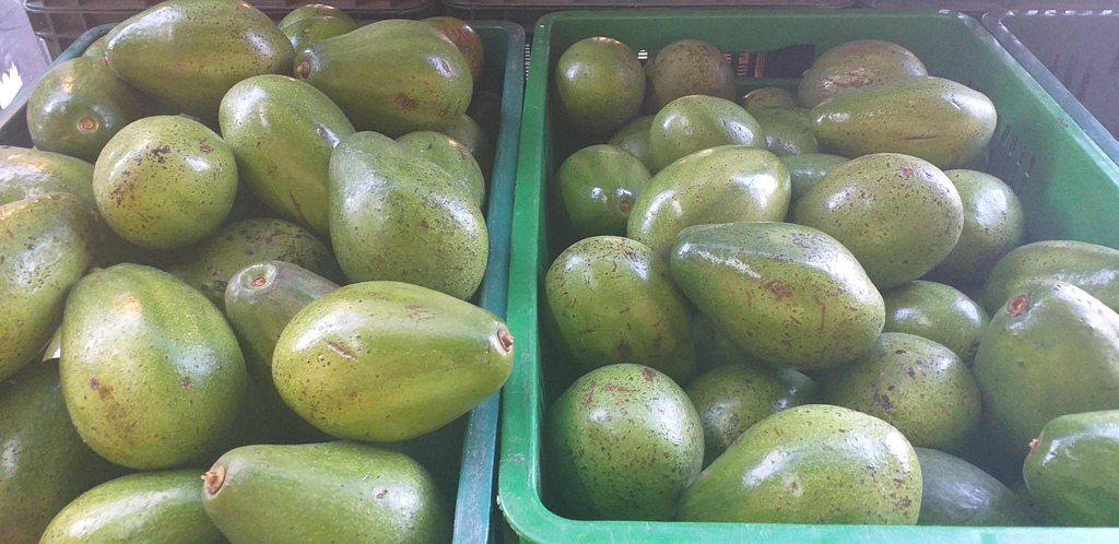 Aguacate papelillo