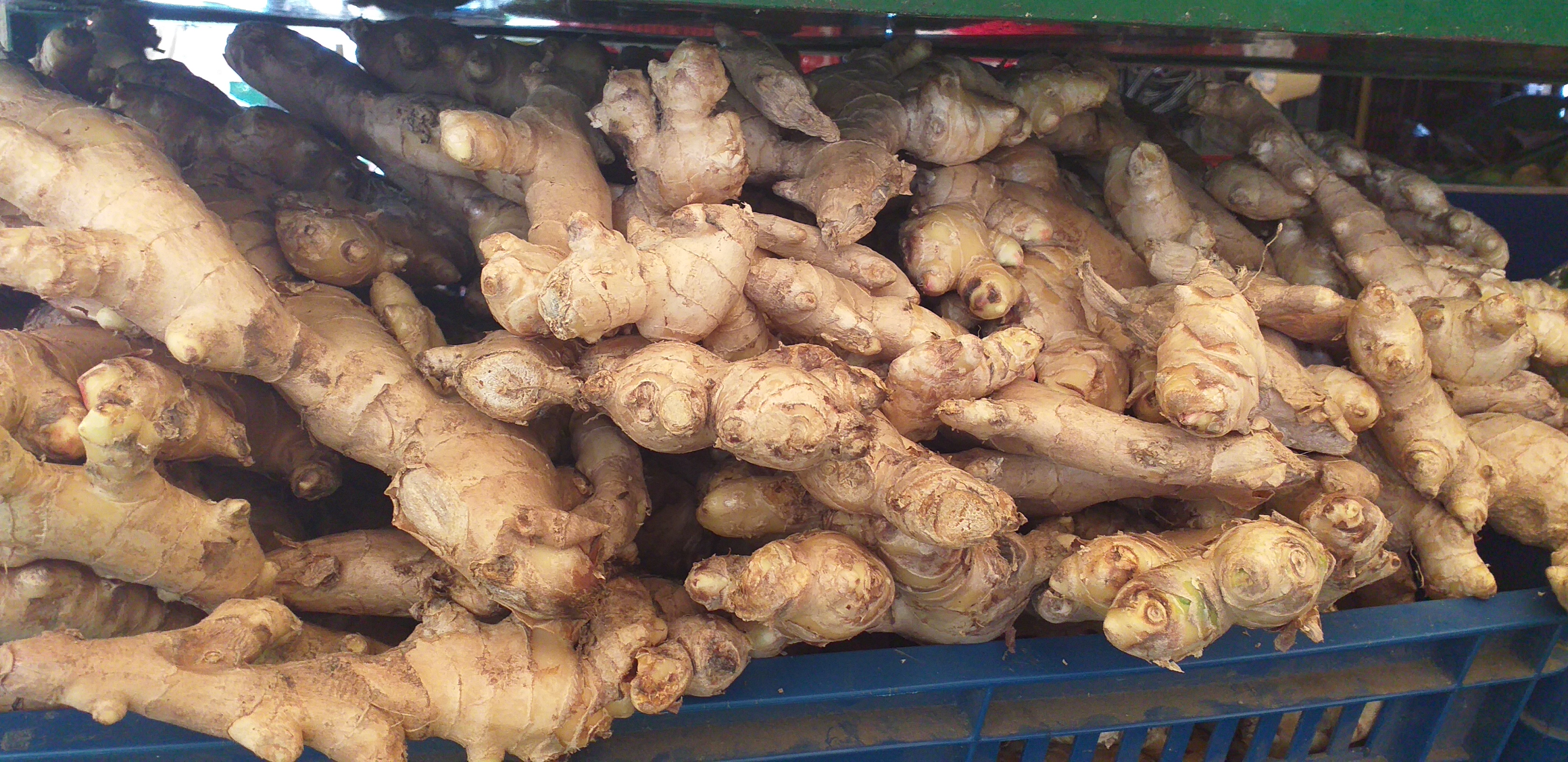 Jengibre