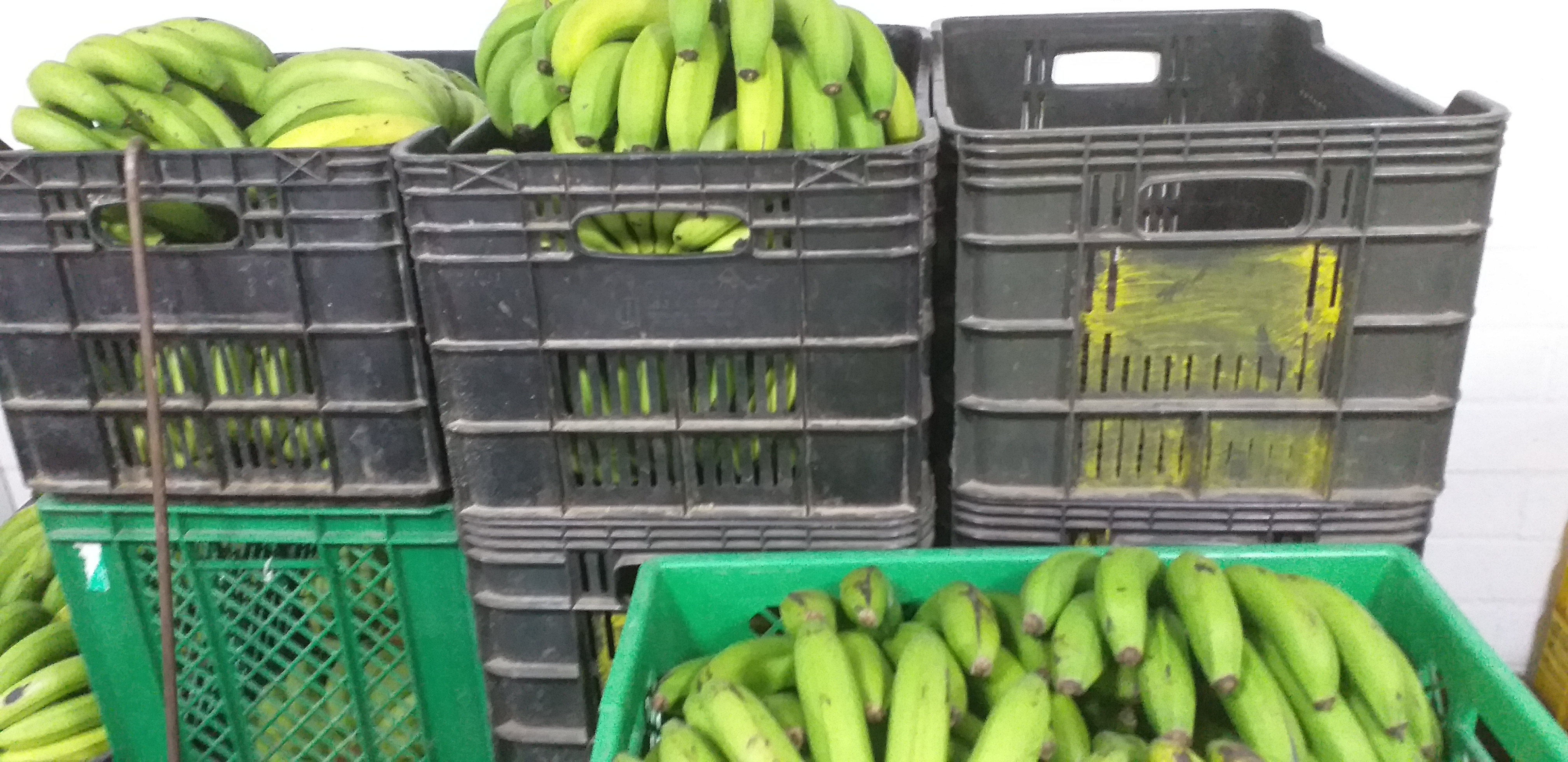 Banano verde criollo