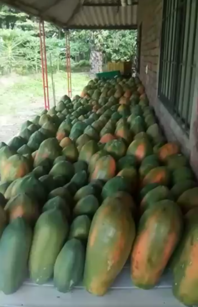 Papaya maradol
