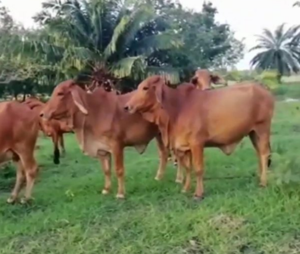 novillas preñadas hacienda sonora