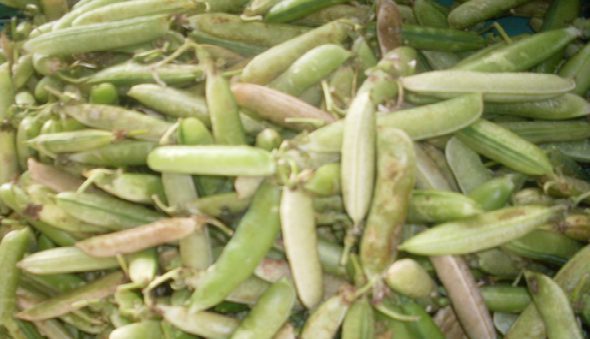 Arvejas en cascara