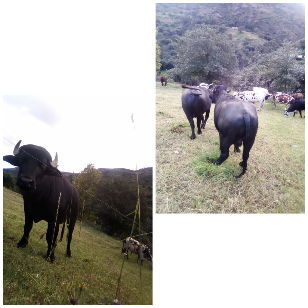 Bufalos / 560 kilos aprox