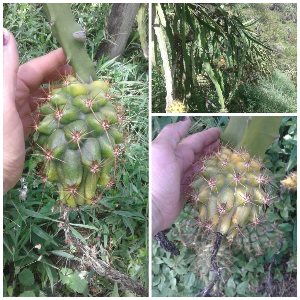 Pitaya de primera