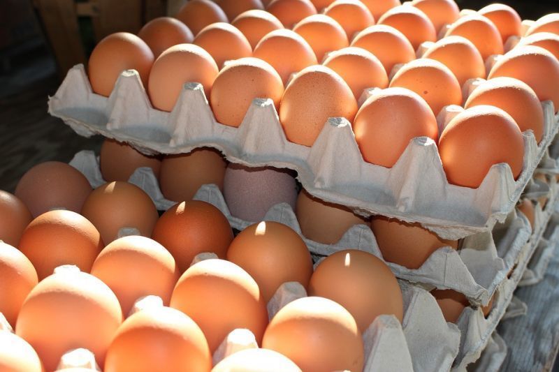 HUEVOS TRINAGRIA
