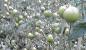 Tomate de invernadero