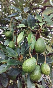 aguacate hass