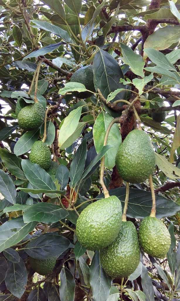 aguacate hass