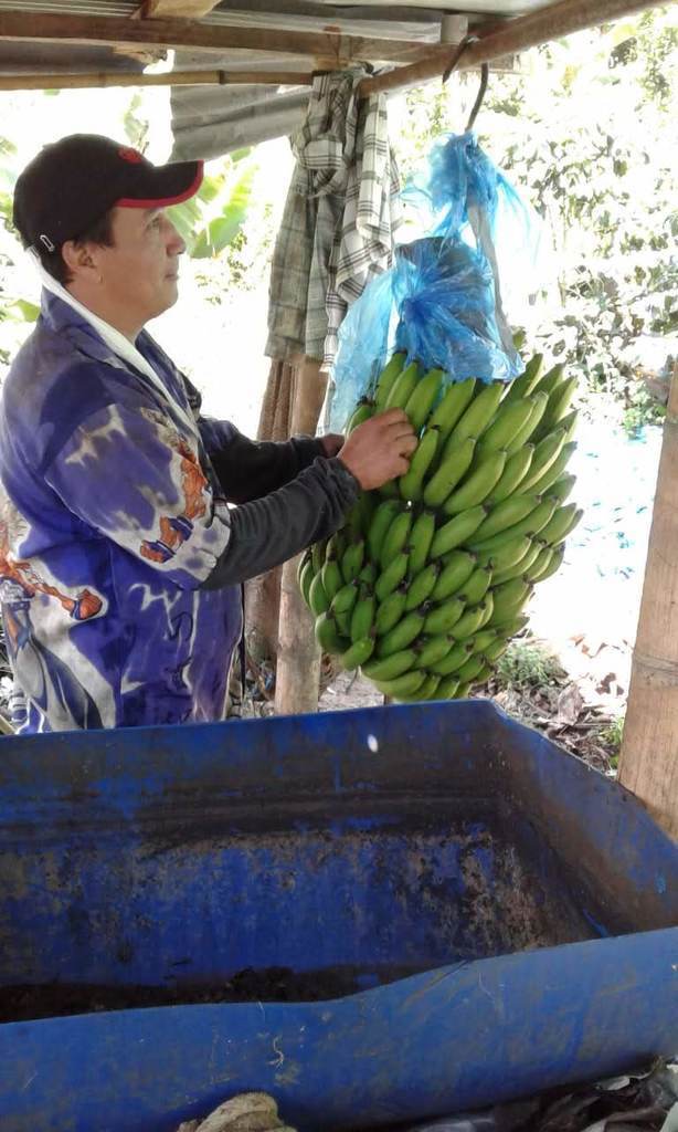 banano coco