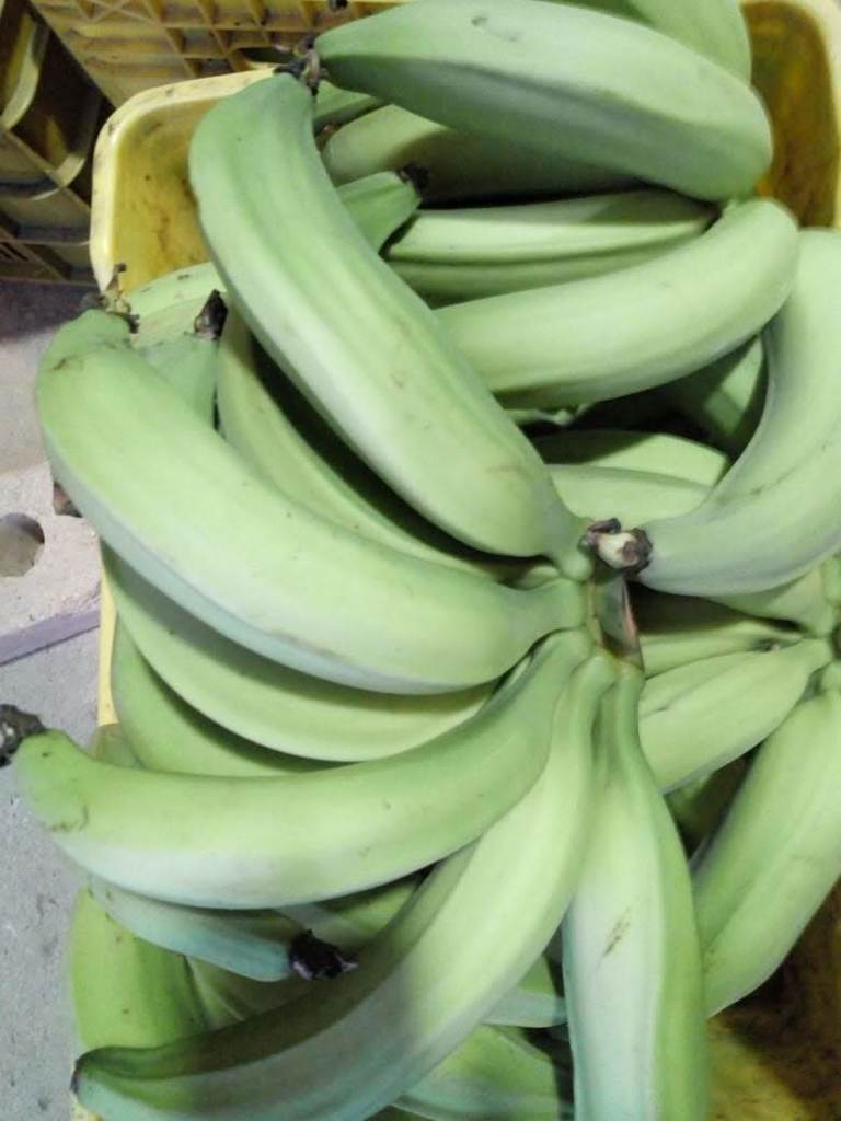 Plátano verde dominico - hartón