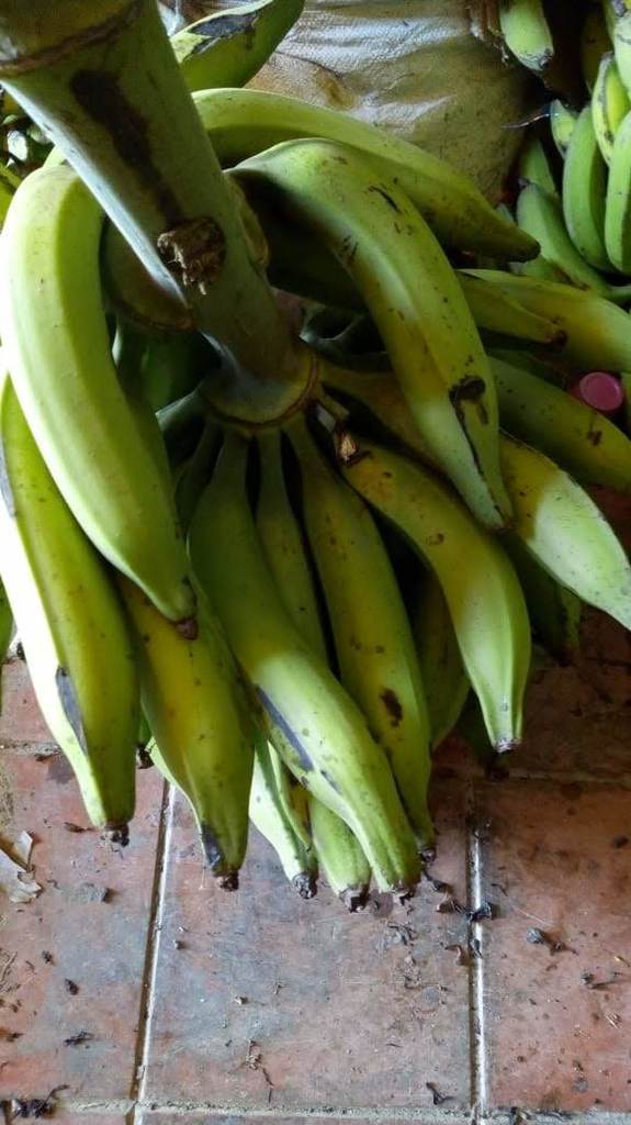 Plátano maduro dominico – hartón