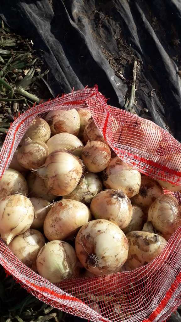 Cebolla cabezona