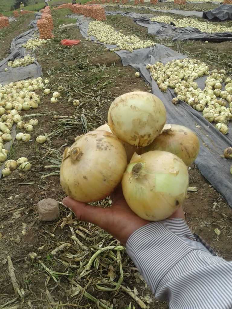 Cebolla cabezona blanca