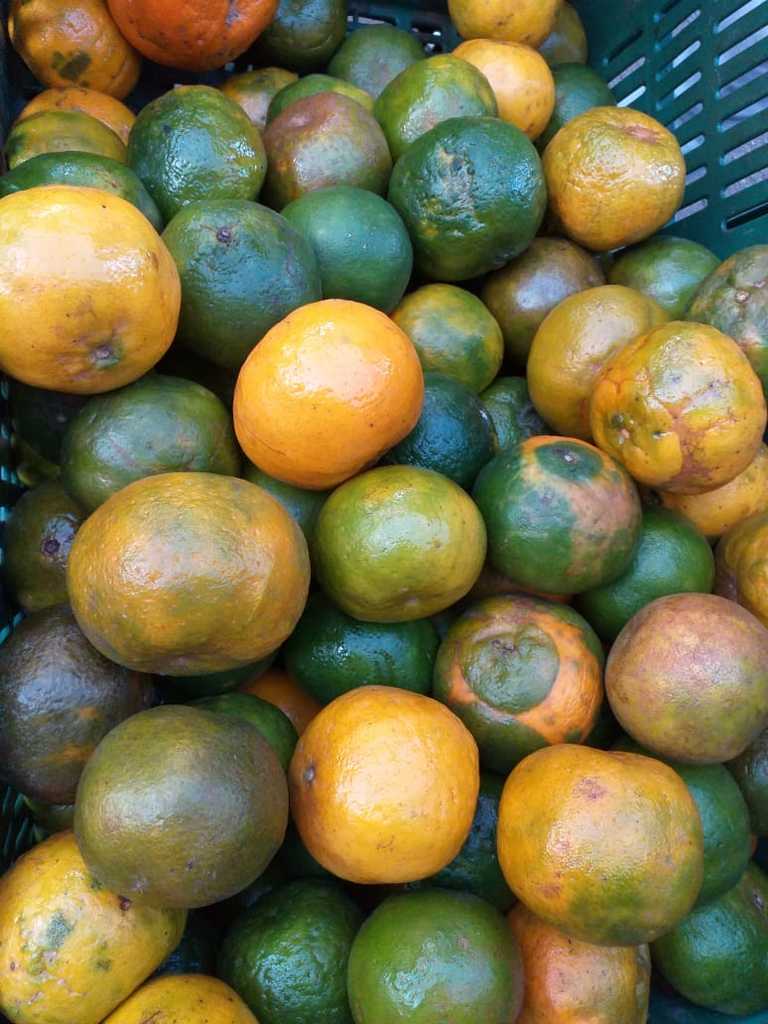 Mandarina oneca