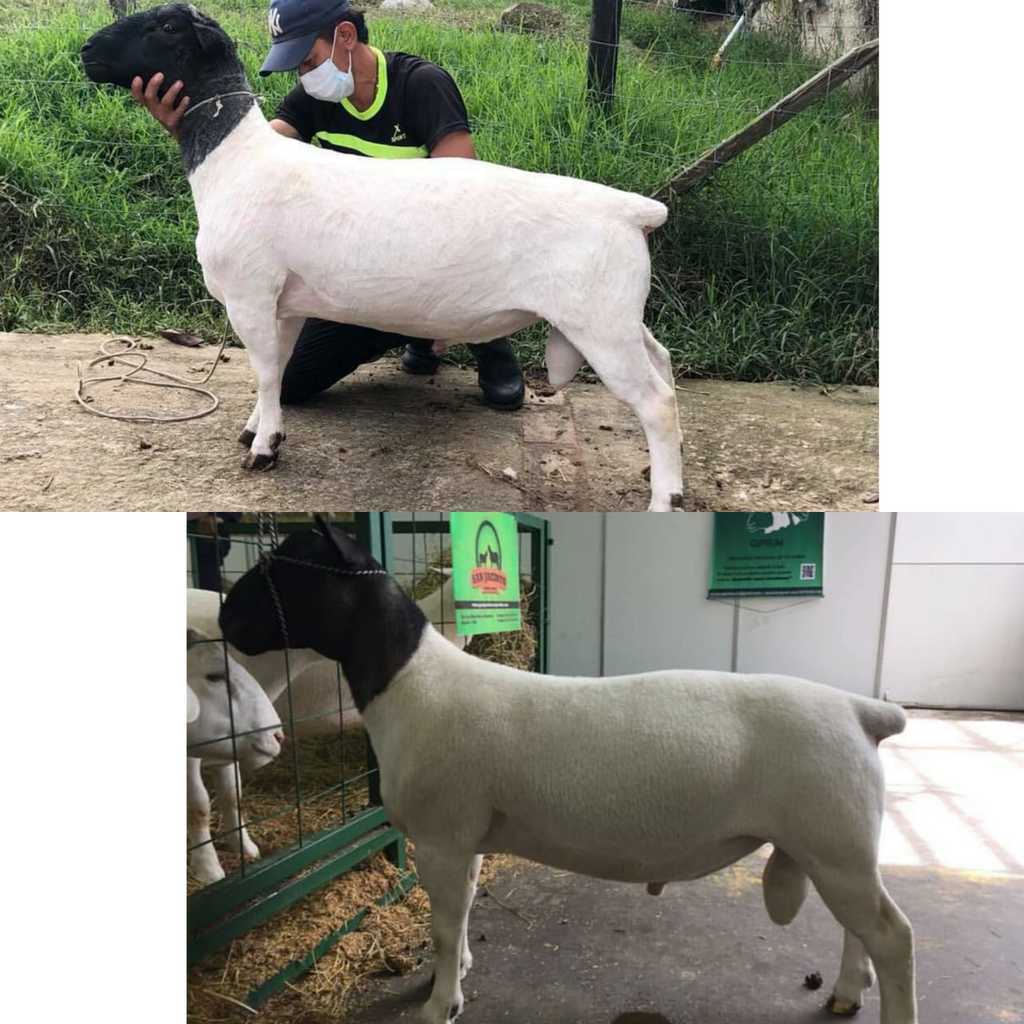 Macho Reproductor Raza Dorper/Ovino 2 años
