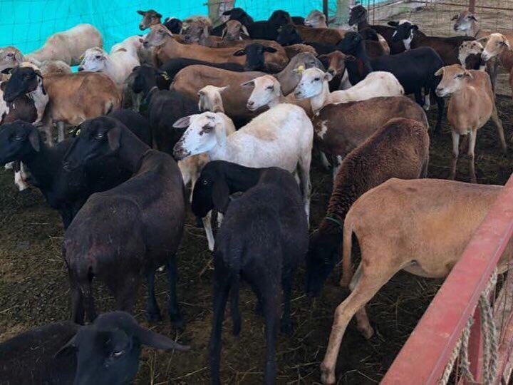 Lote Hembras 7/8 /Ovinos