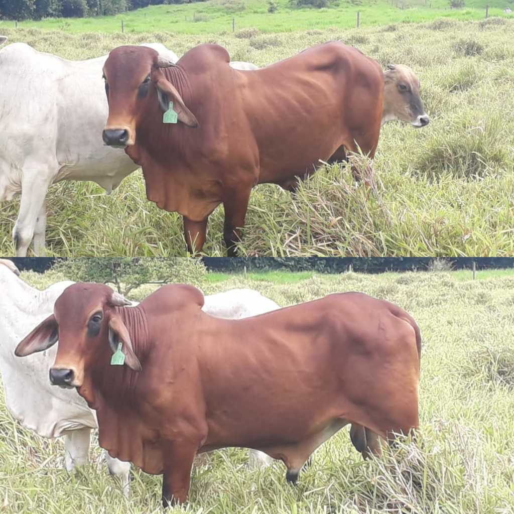 Toro Brahman Rojo
