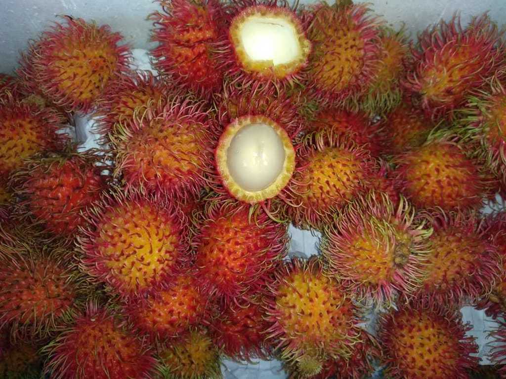 Rambutan