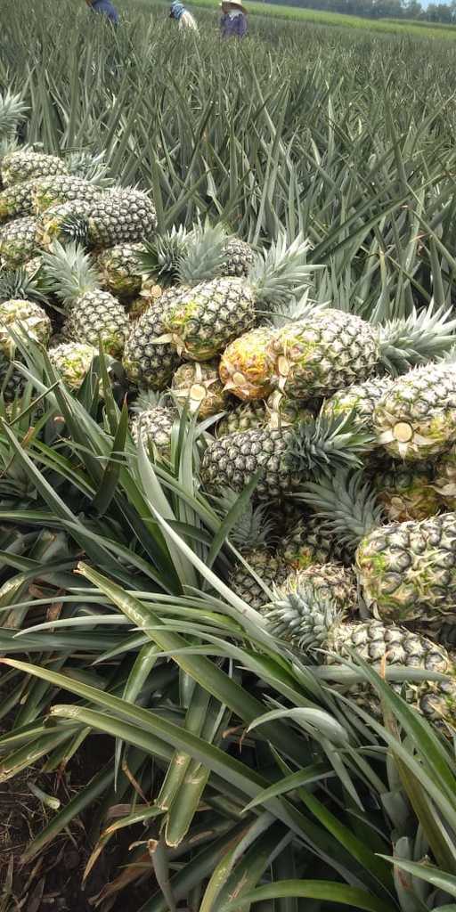 Piña oromiel