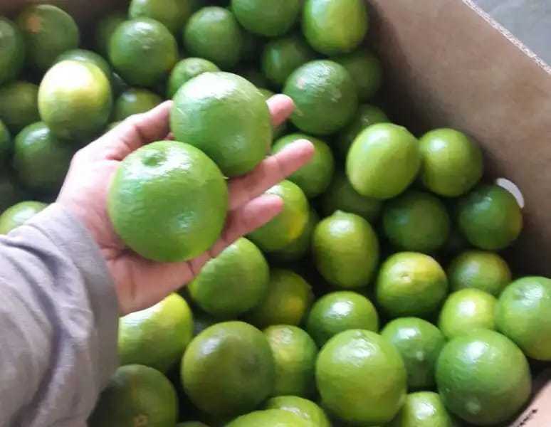 Limon tahiti