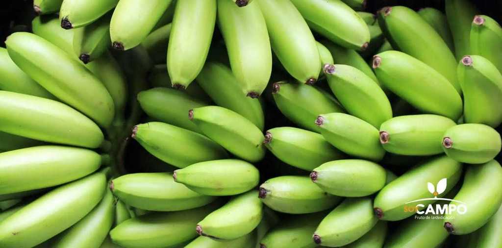 Platano guayabo