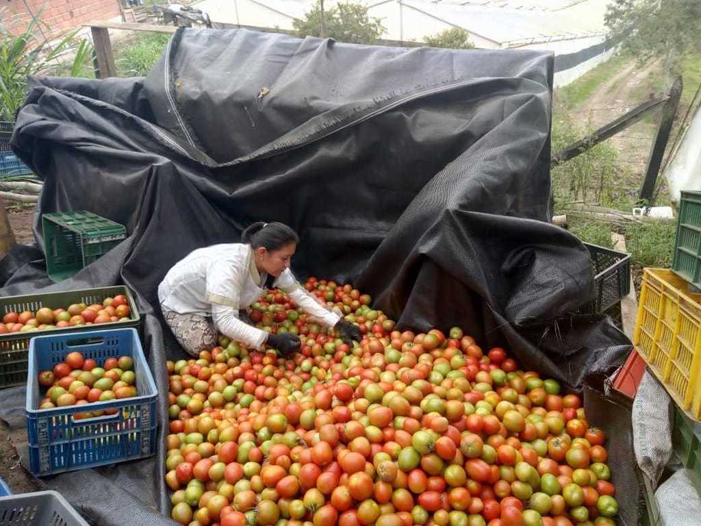 Tomate chonto