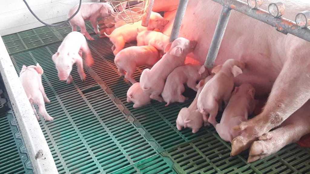 Lechones de Destete /6kg de peso