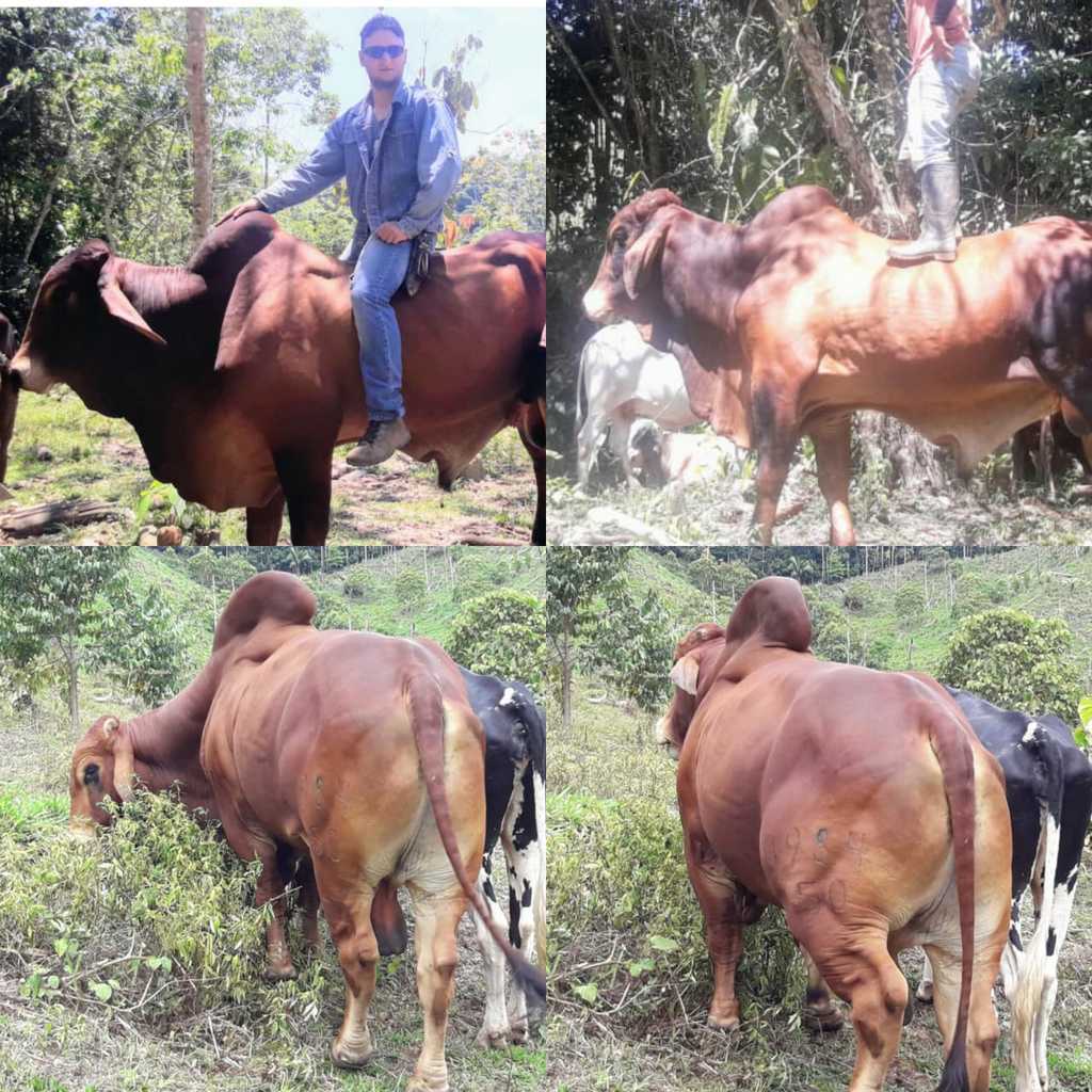 Toros Brahman Rojo / 600 kg c/u