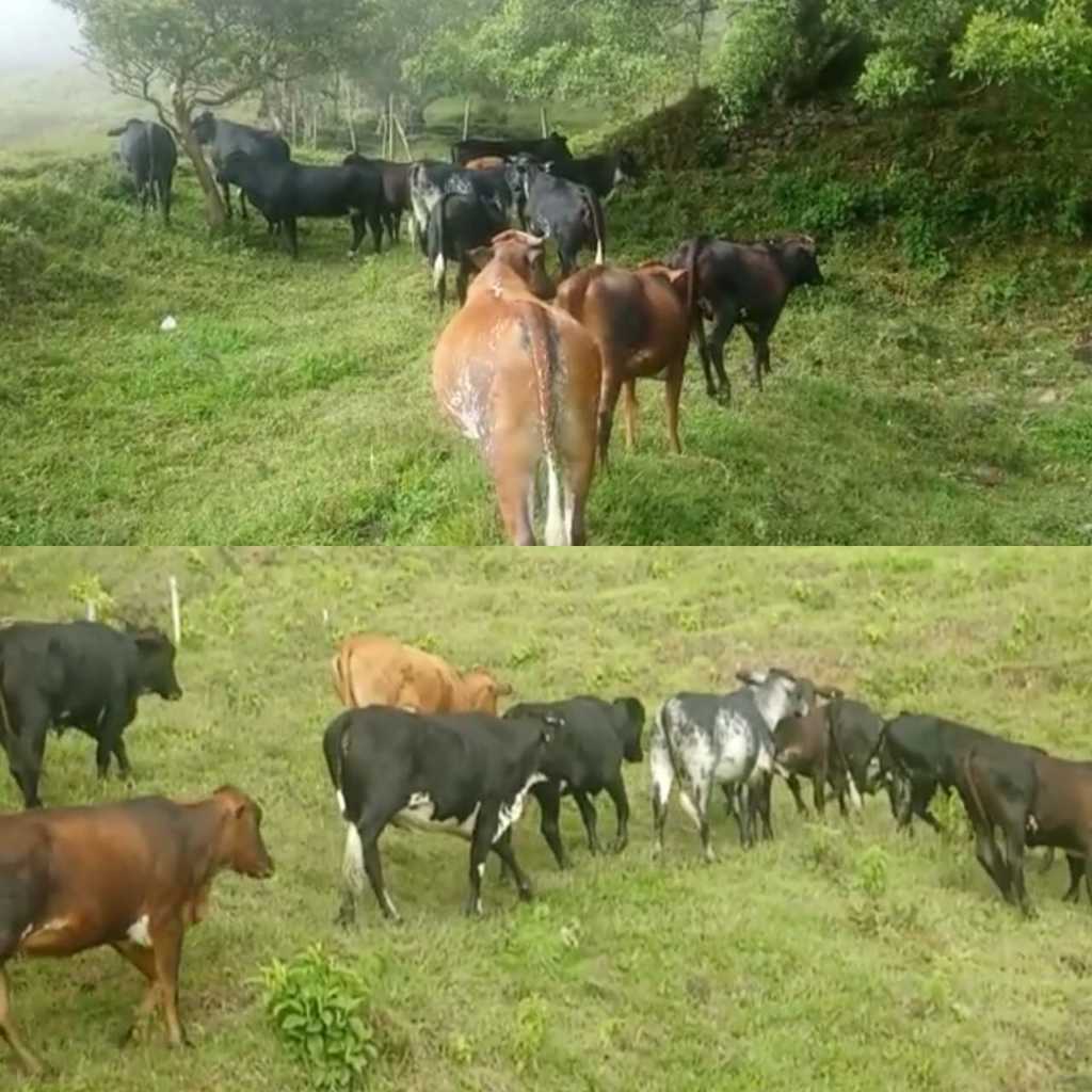 Vacas Gyrolandas  7 meses de Gestacion