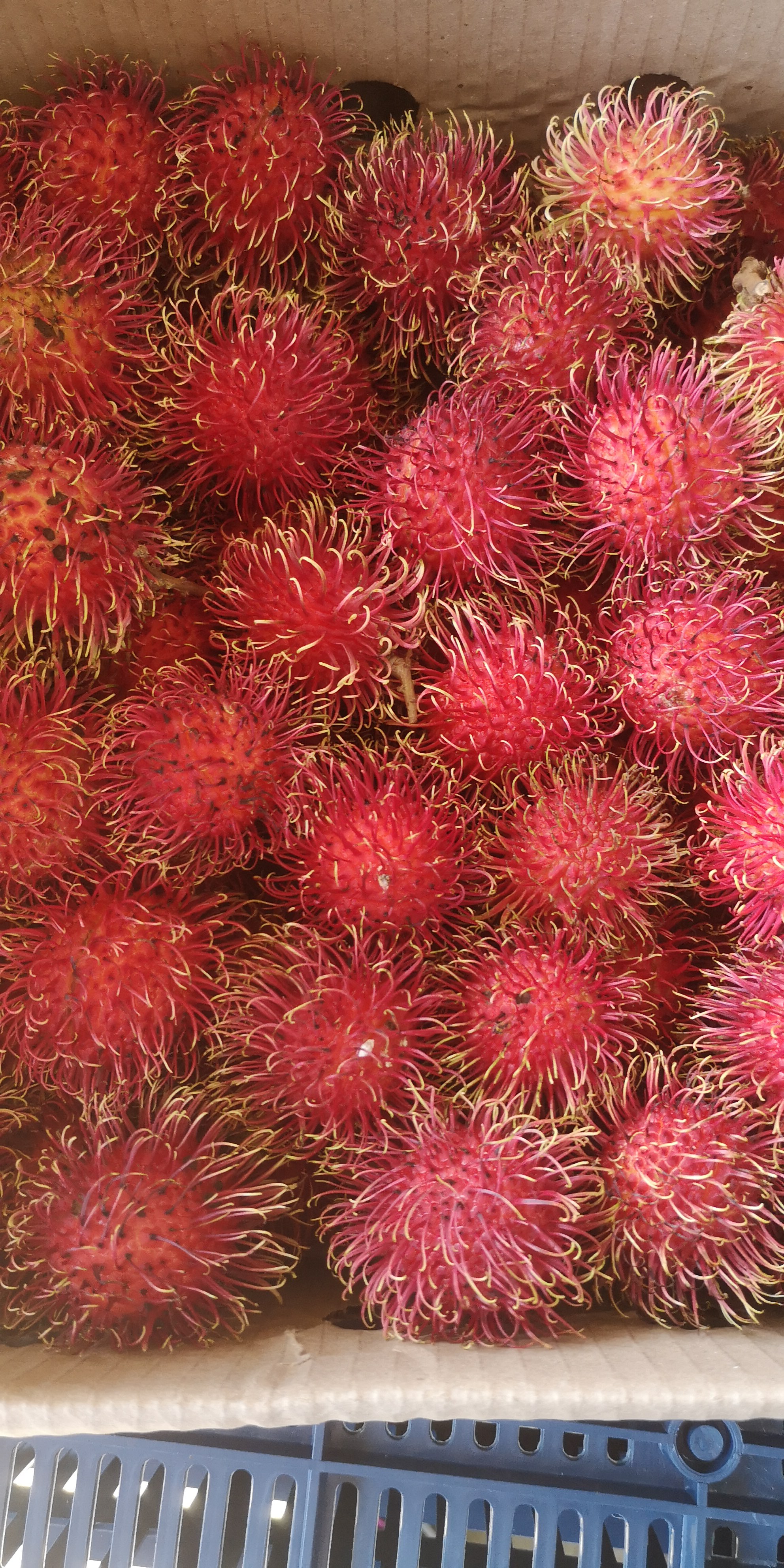 Rambután