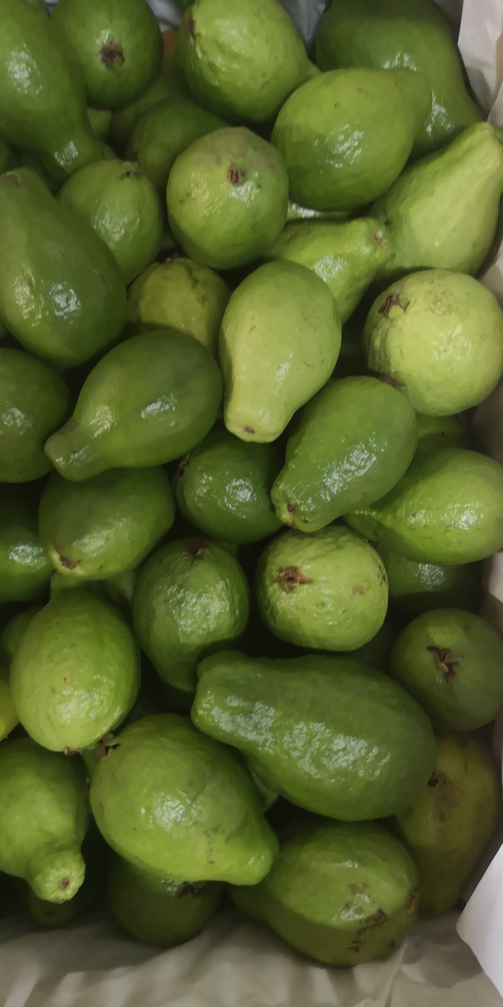 Guayaba Pera