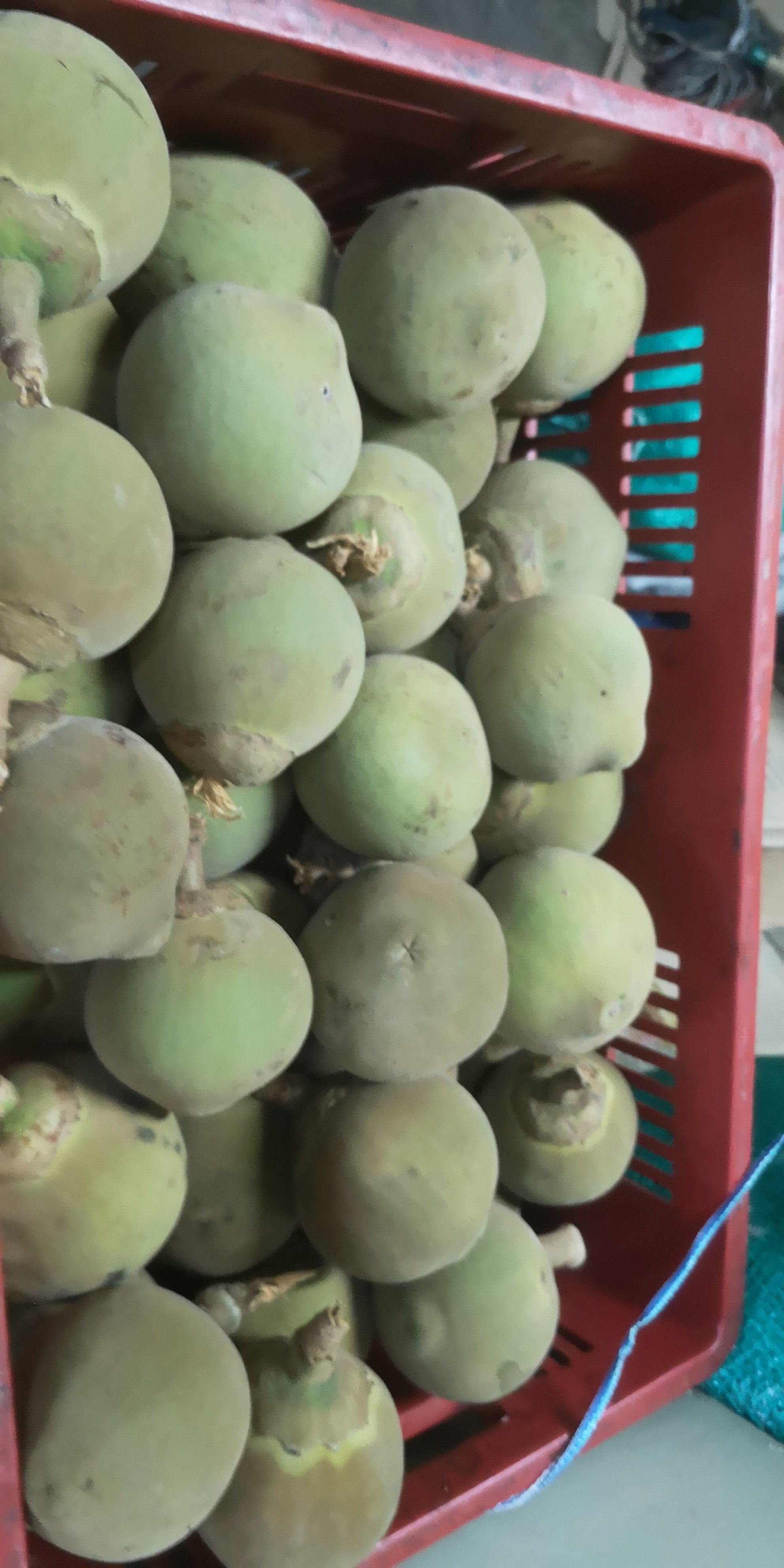 Zapote/Fruta