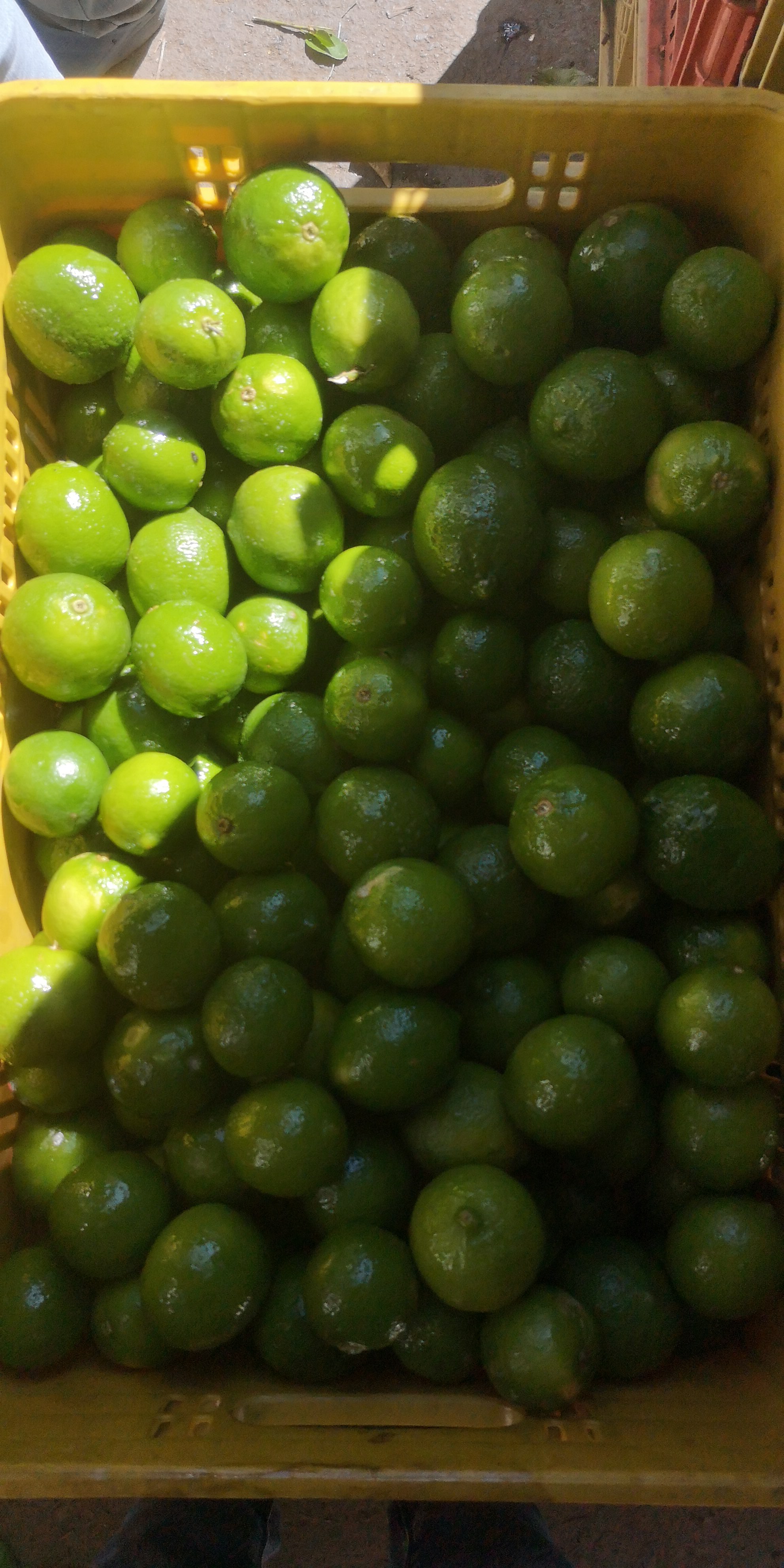 Limón Tahití