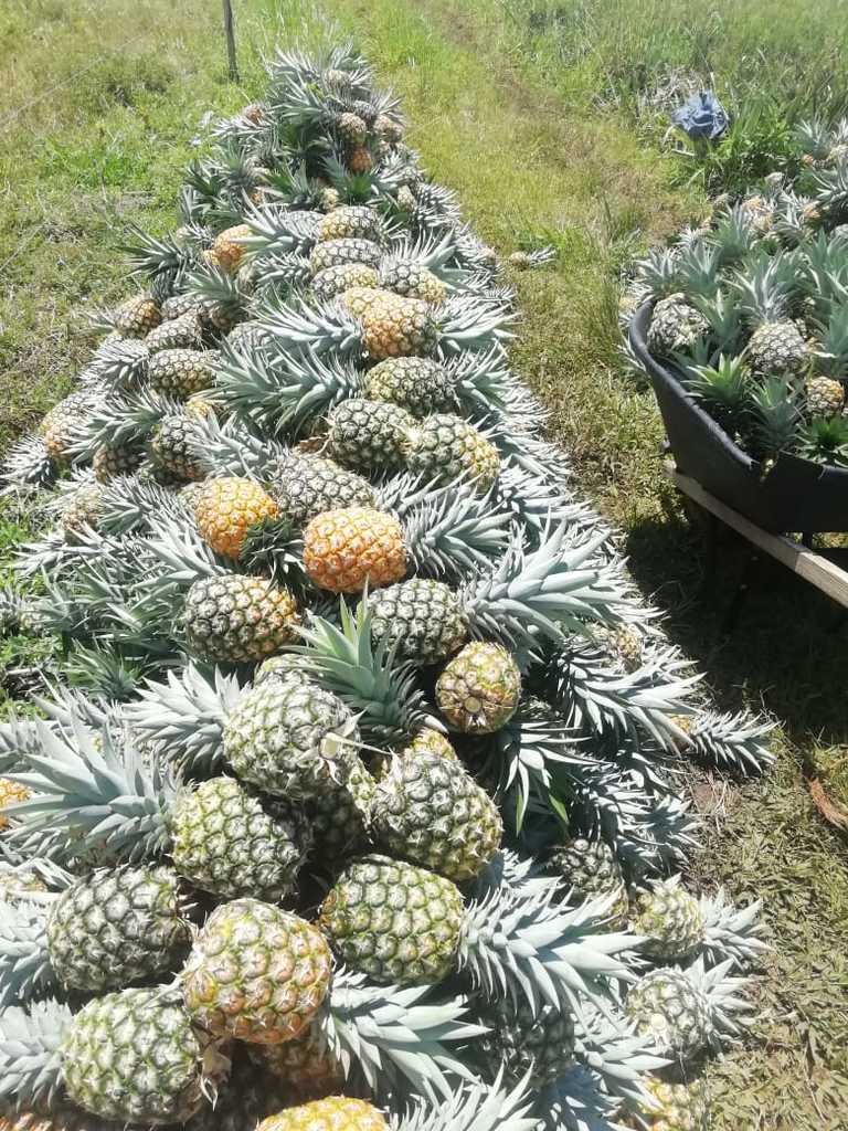 Piña oromiel gruesa
