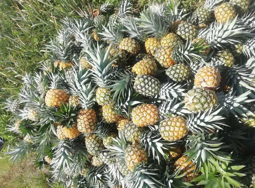 Piña oromiel de 2da