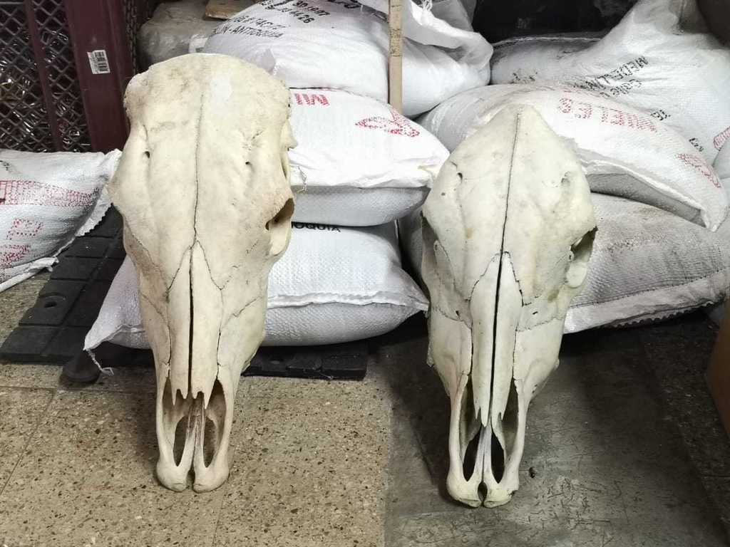 Esqueletos  de Cara Bovinos
