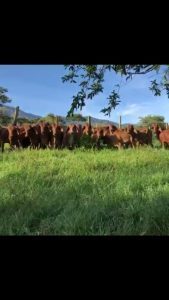 Hembras Brahman Rojo