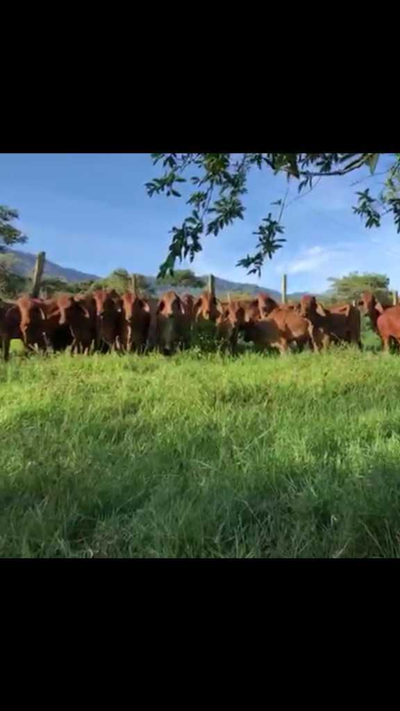 Hembras Brahman Rojo
