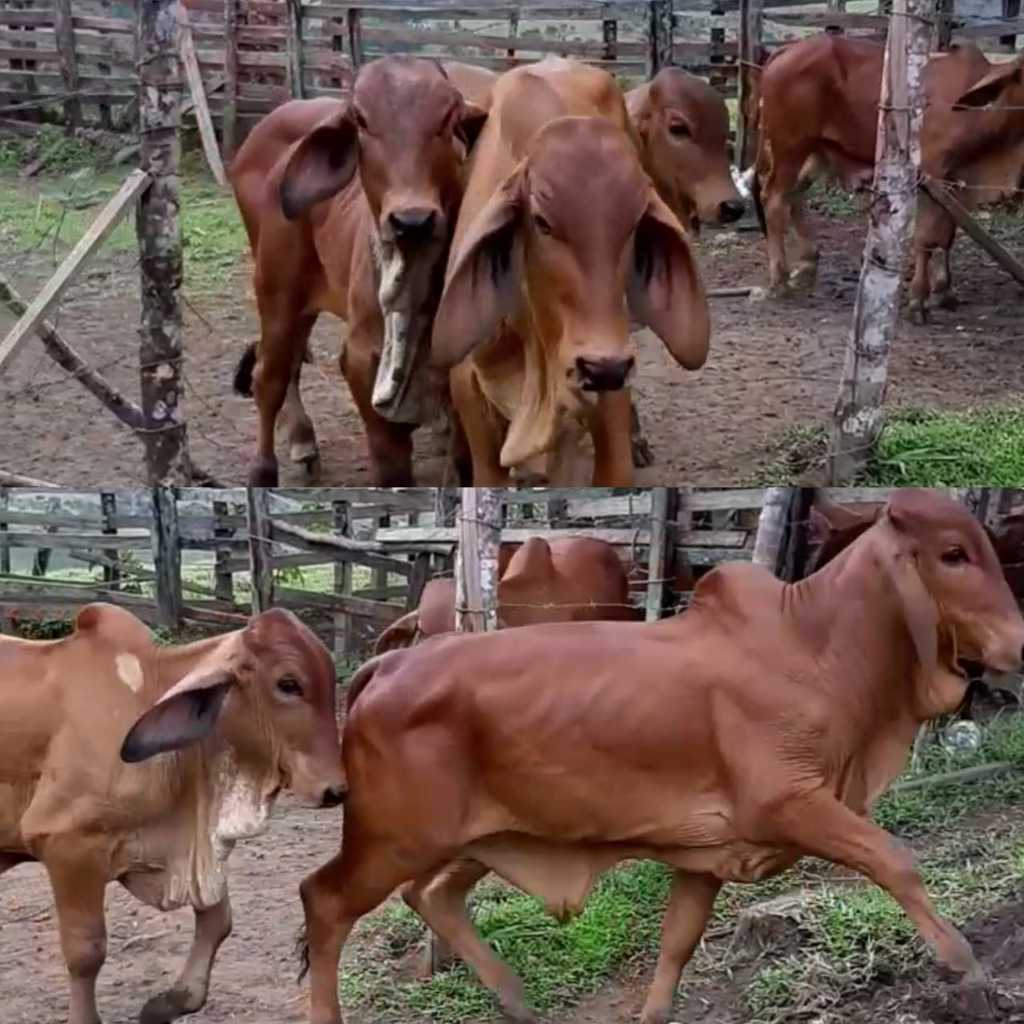 Lote de Toretes Brahman Rojo