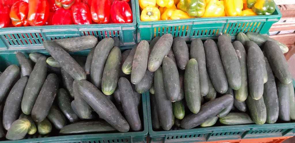 Pepino cohombro
