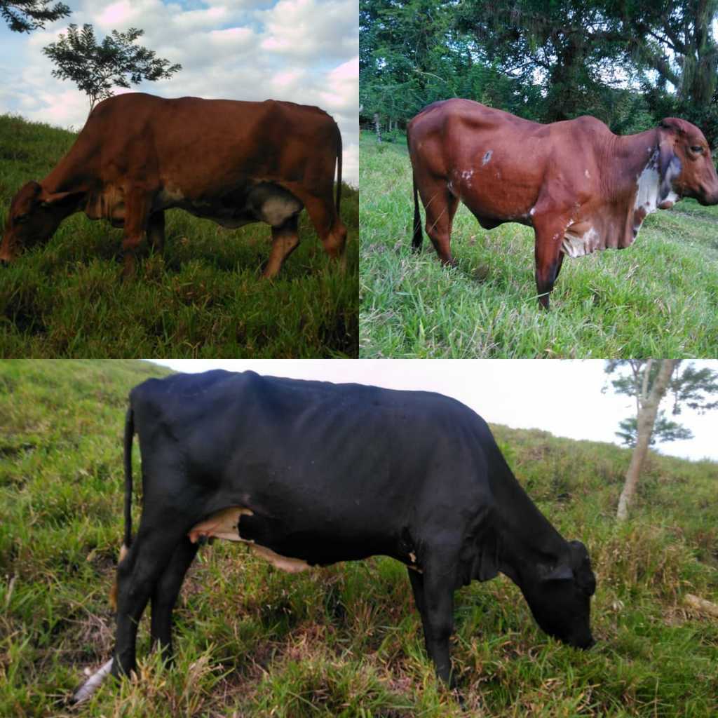 Vacas tipo leche F1 preñez 60 días /novilla 3/4 Gyr