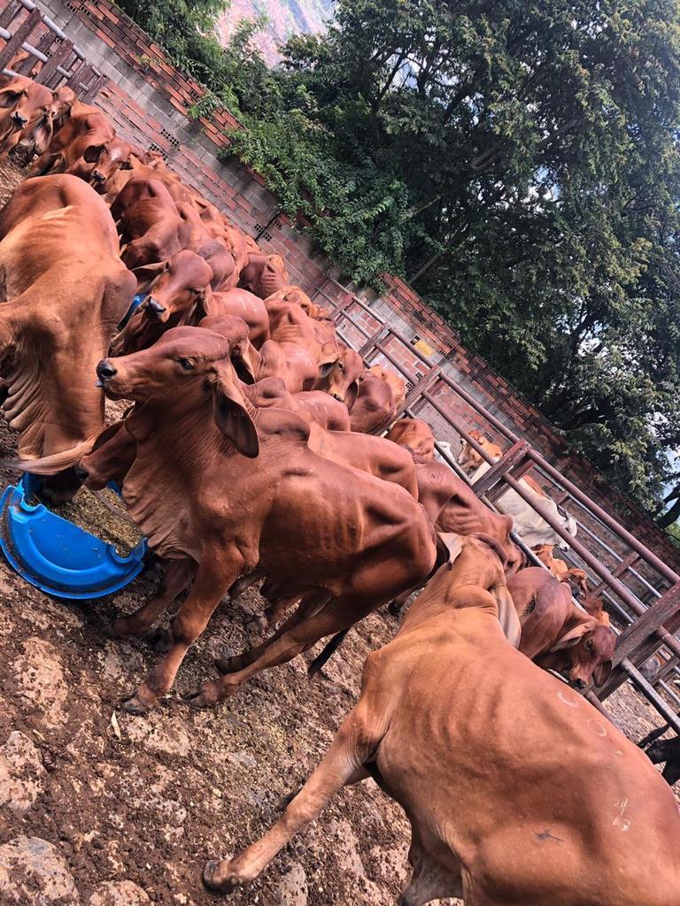 Machos de Levante Brahman Rojo /200kg promedio peso