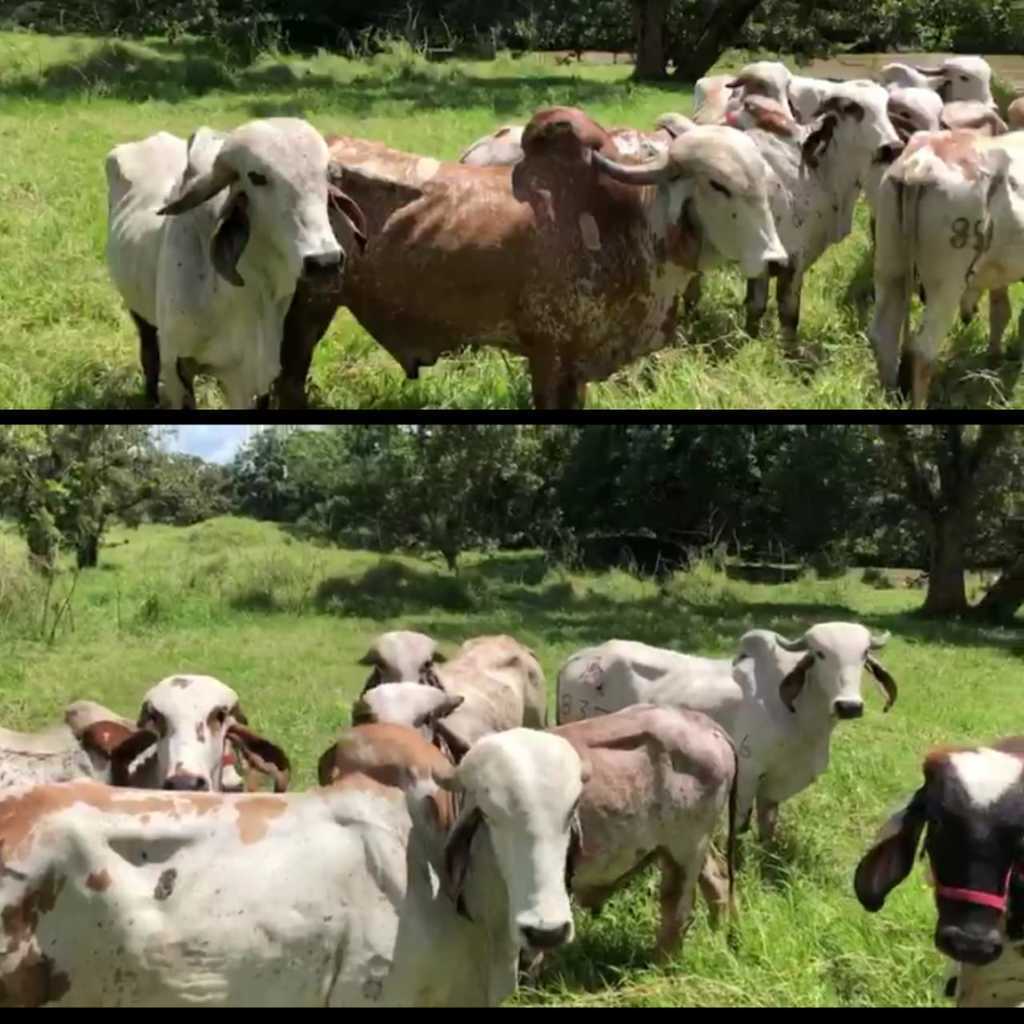 Venta de Toretes Gyr Todas las edades