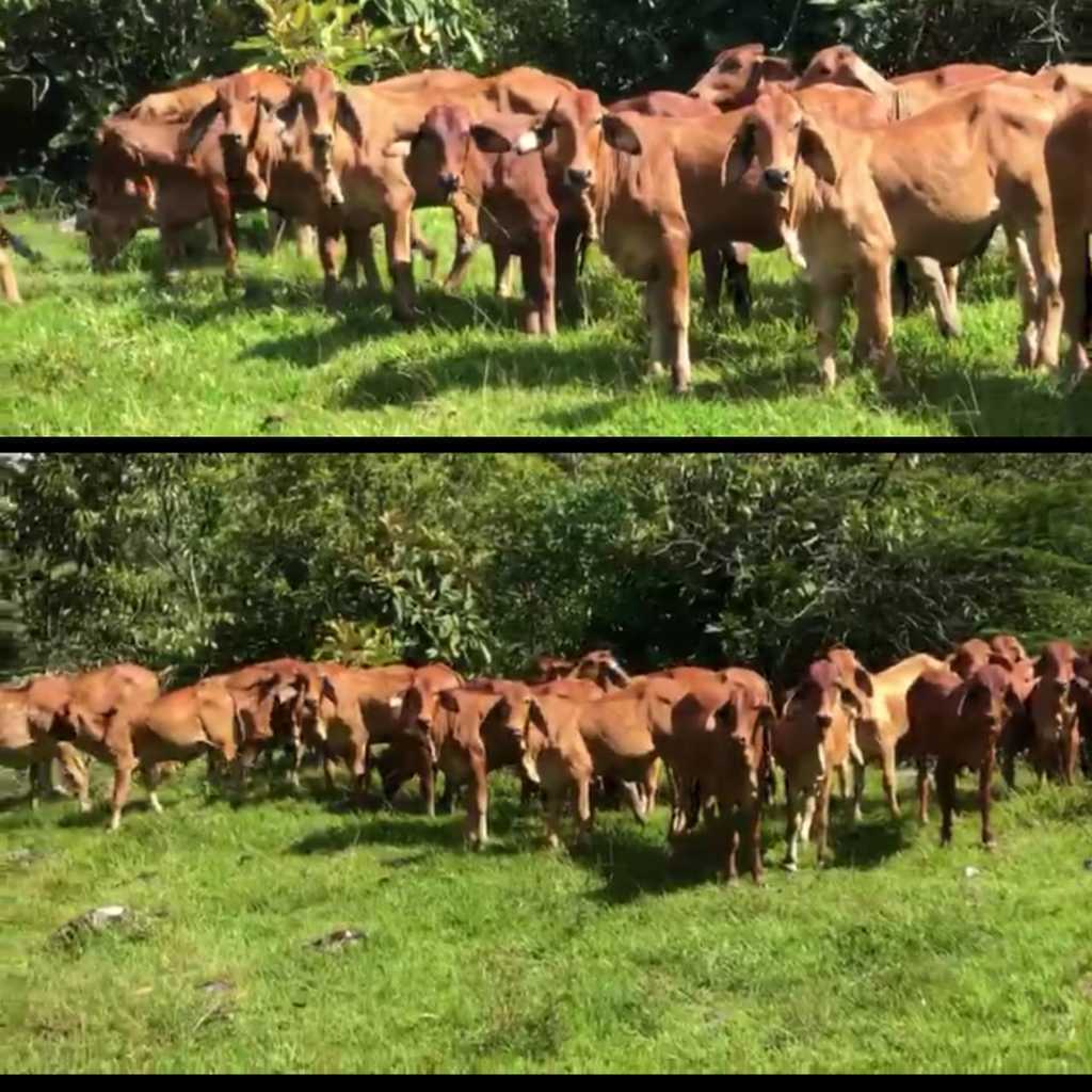 Terneras Brahman Rojo