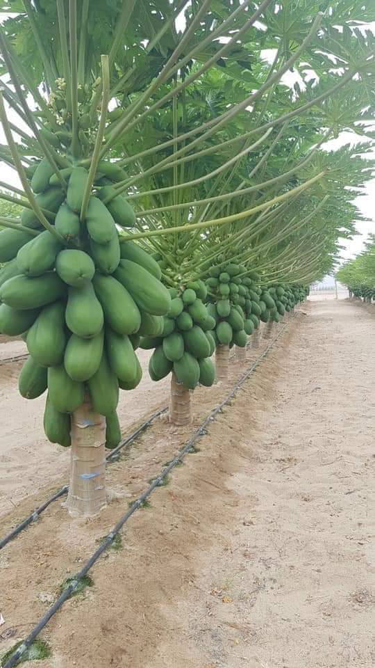 Papaya tainung