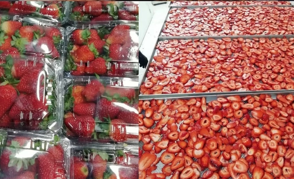Fresas deshidratadas
