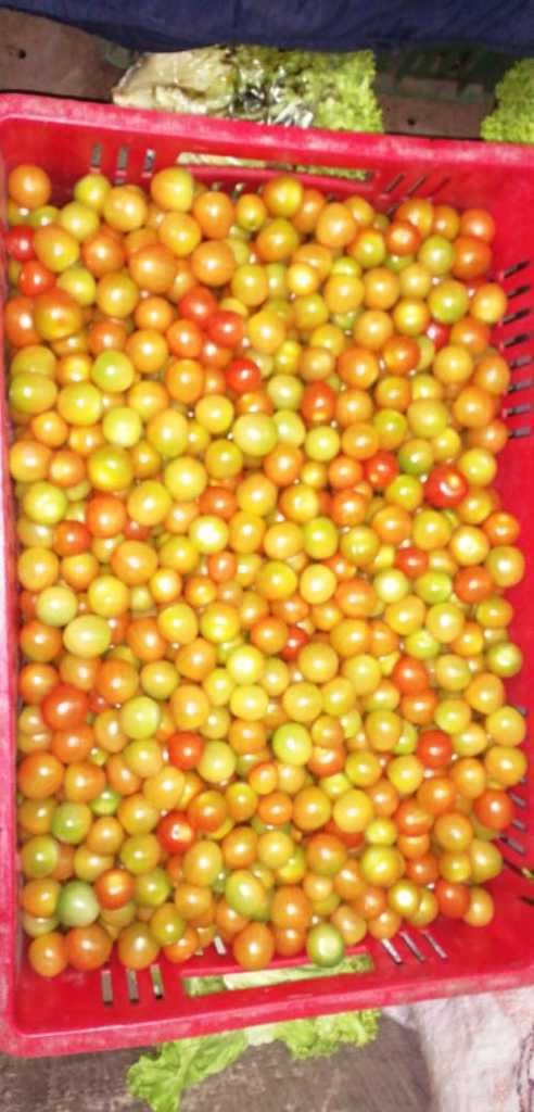 Tomate Richi